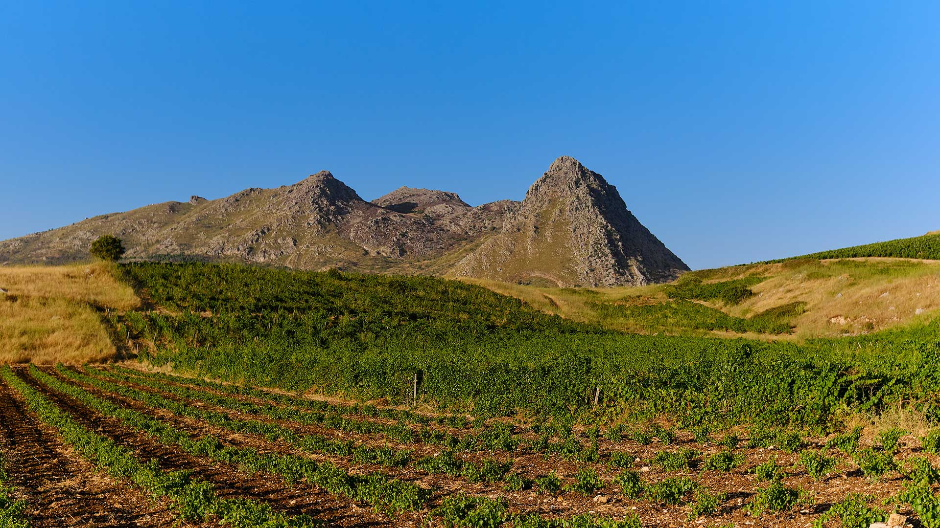 vigneto-feudo-ginestra